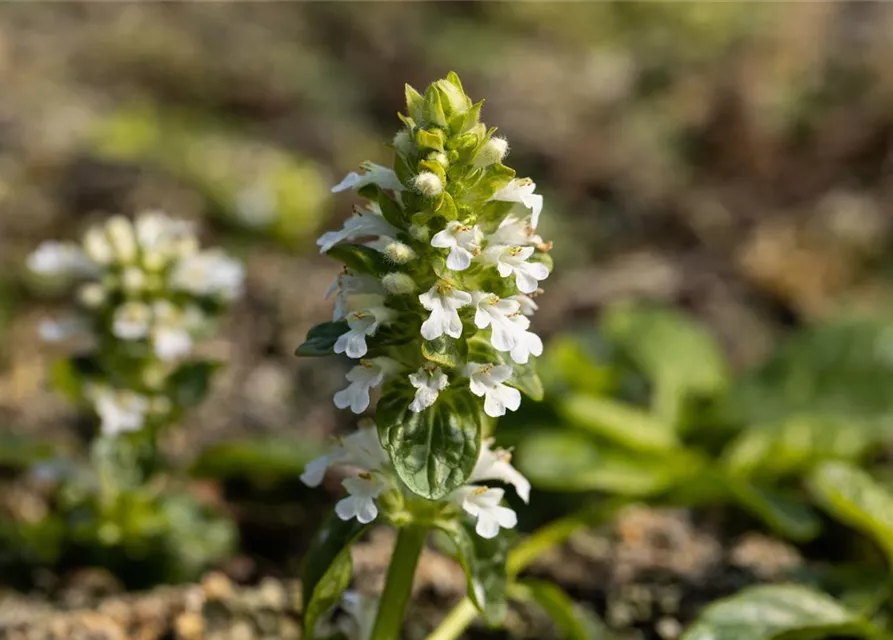 Weißblühender Garten-Günsel 'Alba'