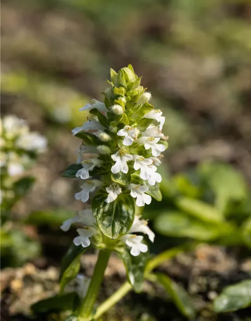 Weißblühender Garten-Günsel 'Alba'