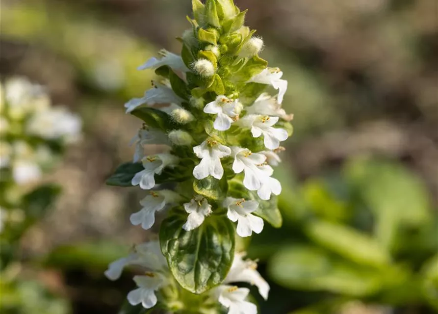 Weißblühender Garten-Günsel 'Alba'