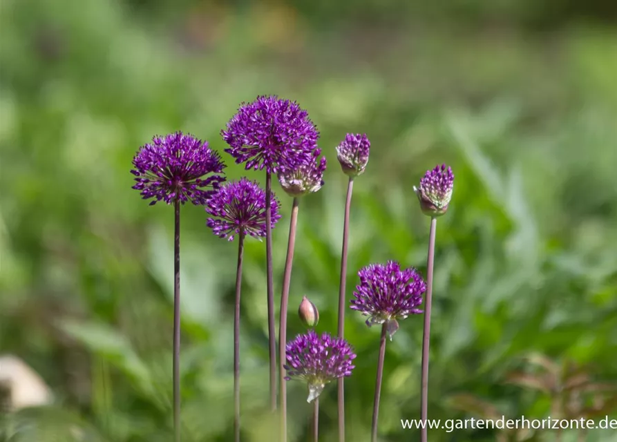 Garten-Kugel-Lauch 'Purple Sensation'