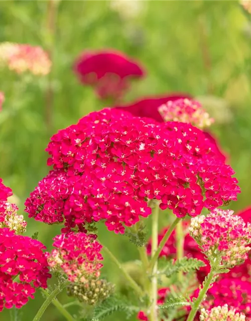 Schafgarbe 'Pomegranate'®