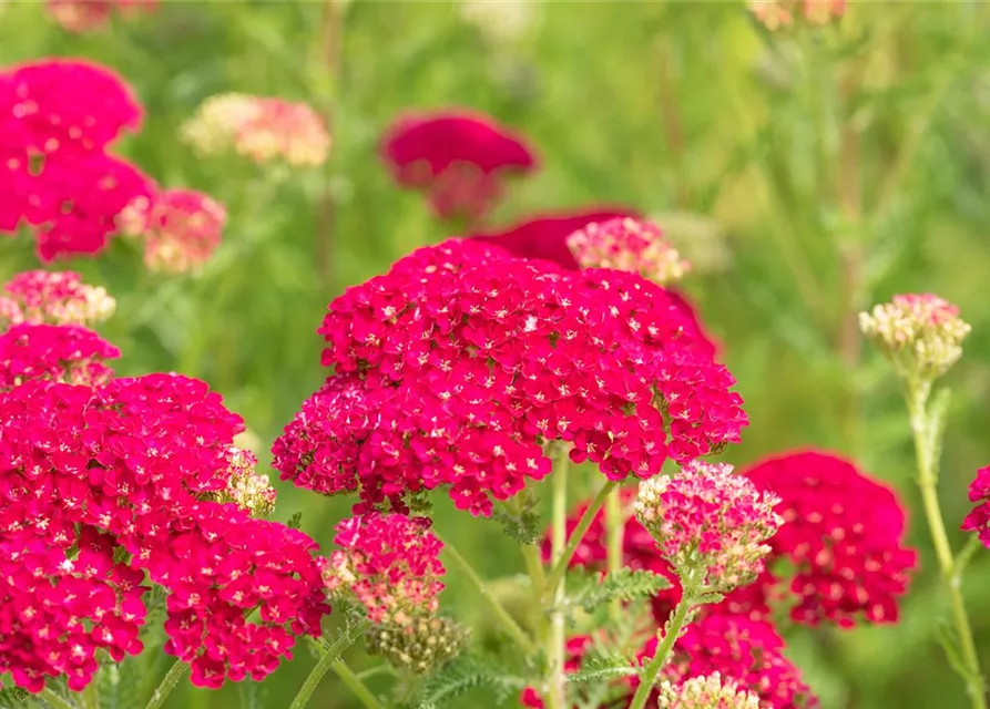 Schafgarbe 'Pomegranate'®