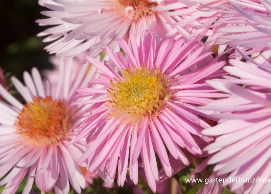 Garten-Raublatt-Aster 'Rosa Sieger'