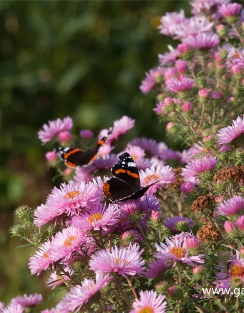 Garten-Raublatt-Aster 'Rosa Sieger'