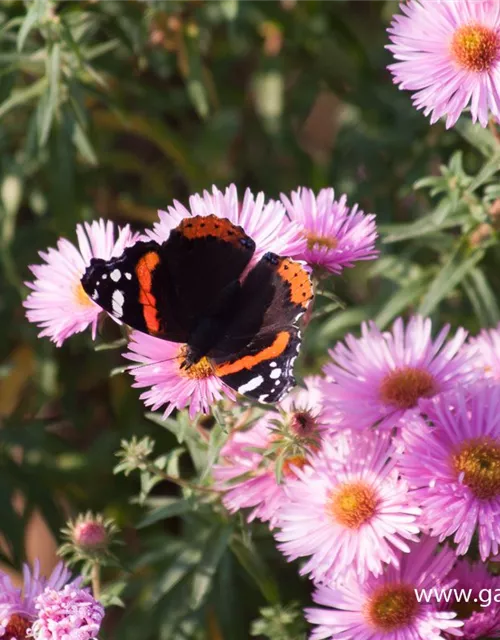 Garten-Raublatt-Aster 'Rosa Sieger'