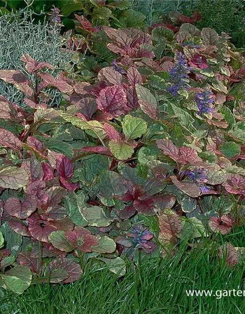 Garten-Günsel 'Burgundy Glow'