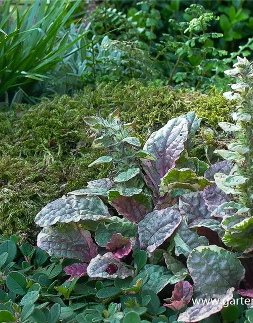 Garten-Günsel 'Burgundy Glow'