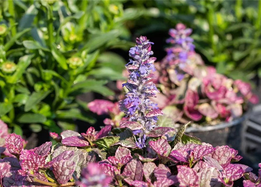 Garten-Günsel 'Burgundy Glow'