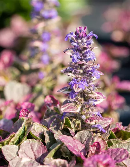 Garten-Günsel 'Burgundy Glow'