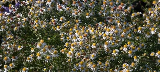 Garten-Myrten-Aster 'Golden Spray'