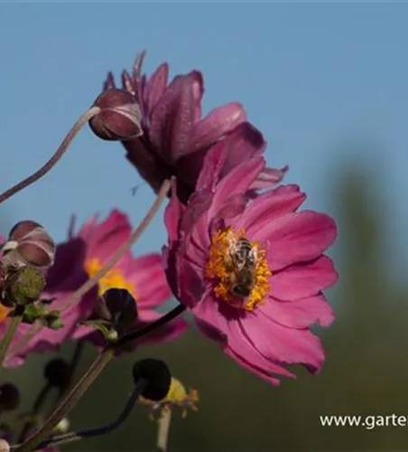 Garten-Herbst-Anemone 'Bressingham Glow'