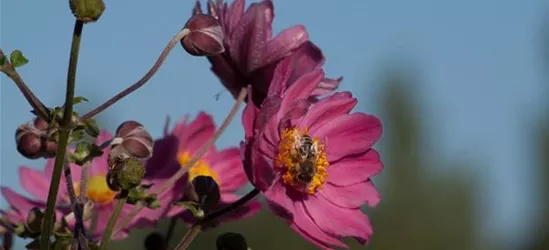 Garten-Herbst-Anemone 'Bressingham Glow'