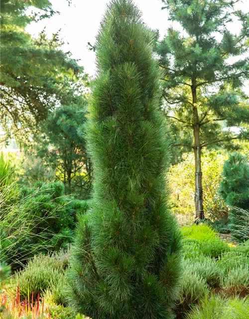 Schwarzkiefer 'Green Tower'