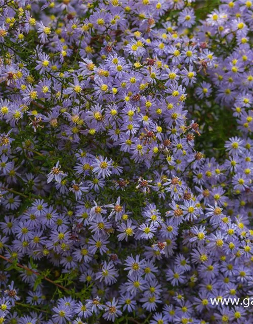 Garten-Schleier-Aster 'Photograph'