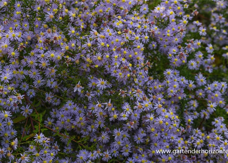 Garten-Schleier-Aster 'Photograph'