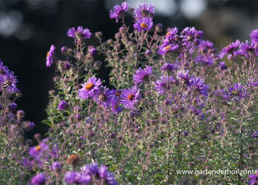 Raublatt-Aster