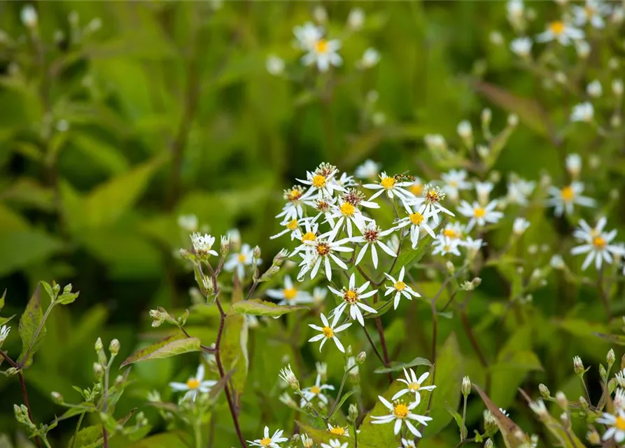 Sperrige Aster