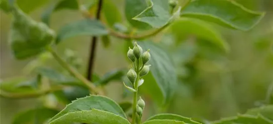 Gartenjasmin 'Schneesturm'