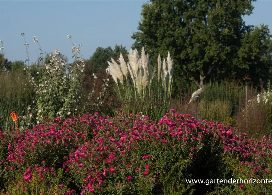 Garten-Raublatt-Aster 'Alma Pötschke'