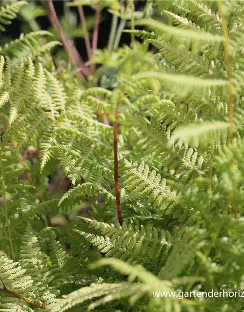 Athyrium filix-femina 'Lady in Red'