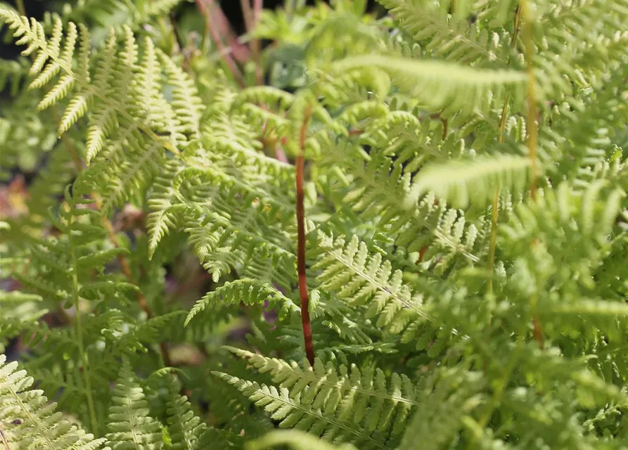 Athyrium filix-femina 'Lady in Red'