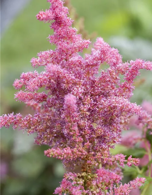 Astilbe 'Younique Cerise' -R-