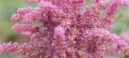 Astilbe 'Younique Cerise' -R-