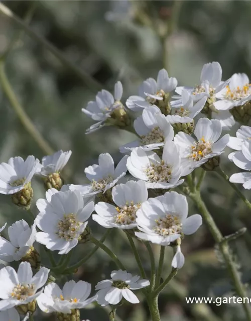 Griechische Silber-Garbe