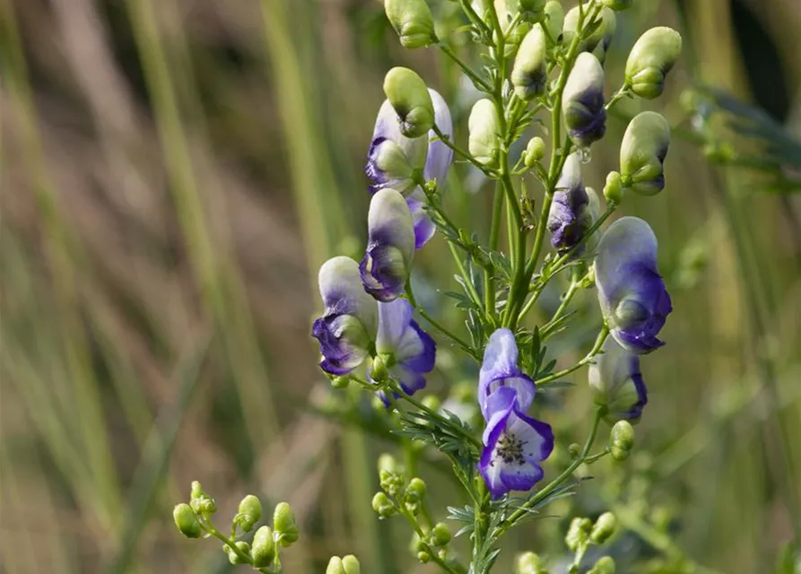 Weiß-blauer Eisenhut 'Bicolor'