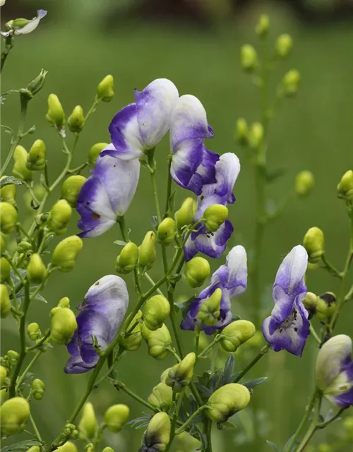 Weiß-blauer Eisenhut 'Bicolor'