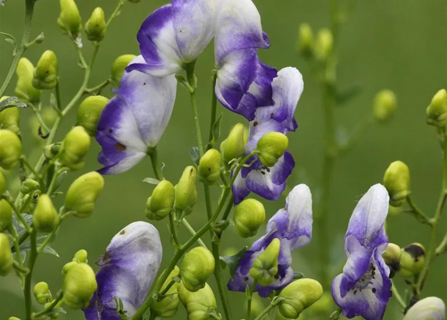 Weiß-blauer Eisenhut 'Bicolor'