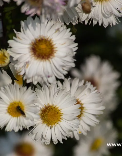 Garten-Glattblatt-Aster 'Schneekuppe'