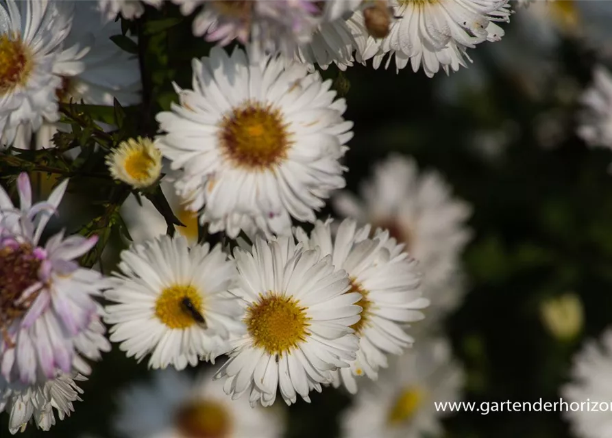 Garten-Glattblatt-Aster 'Schneekuppe'