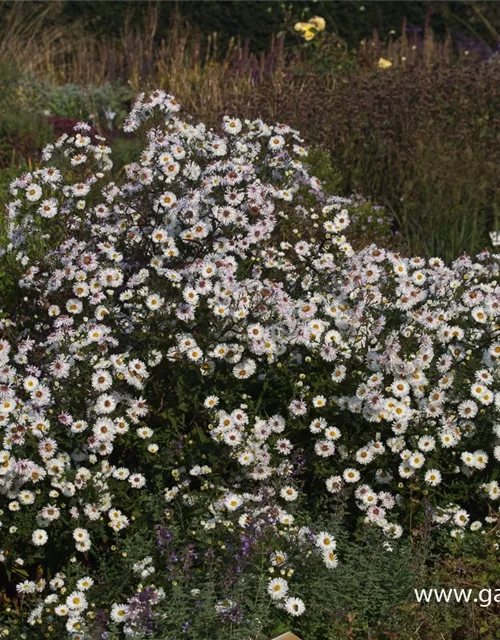 Garten-Glattblatt-Aster 'Schneekuppe'