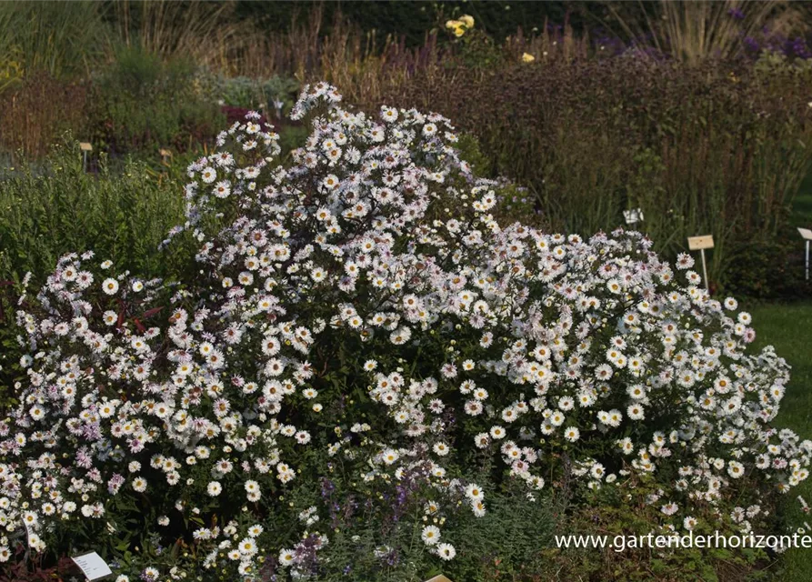 Garten-Glattblatt-Aster 'Schneekuppe'