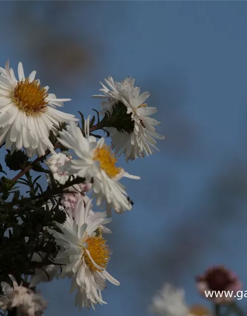 Garten-Glattblatt-Aster 'Schneekuppe'