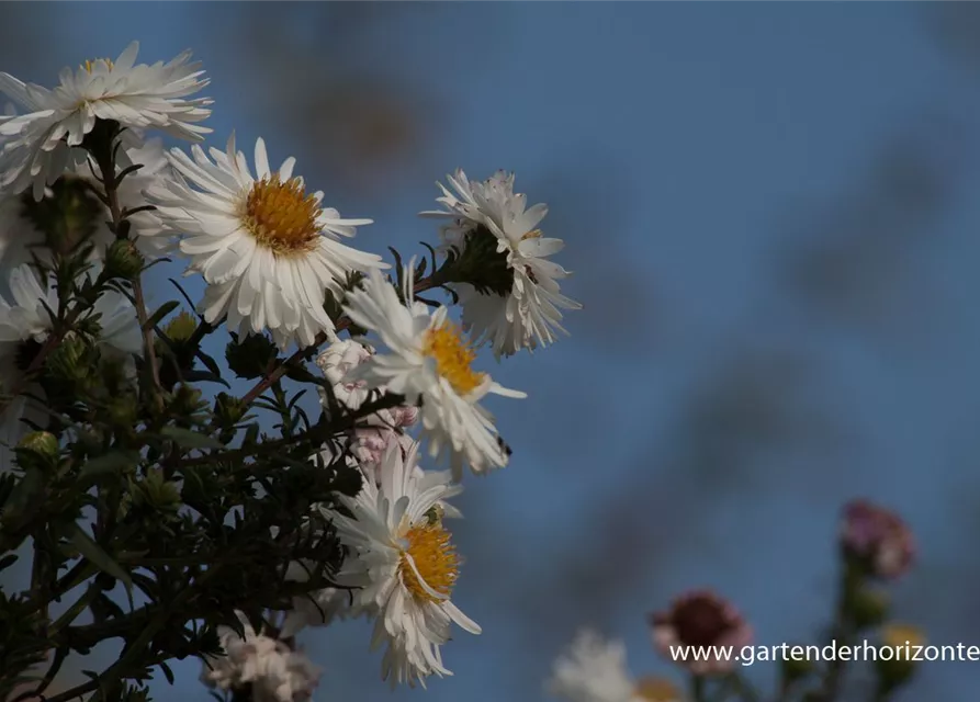 Garten-Glattblatt-Aster 'Schneekuppe'