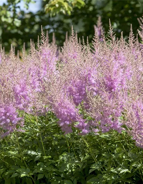 Prachtspiere 'Younique Lilac'®