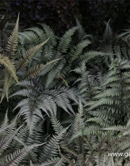 Athyrium niponicum 'Metallicum'