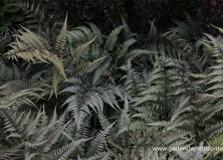 Athyrium niponicum 'Metallicum'