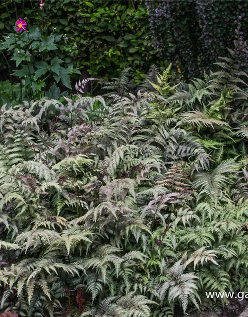 Athyrium niponicum 'Metallicum'