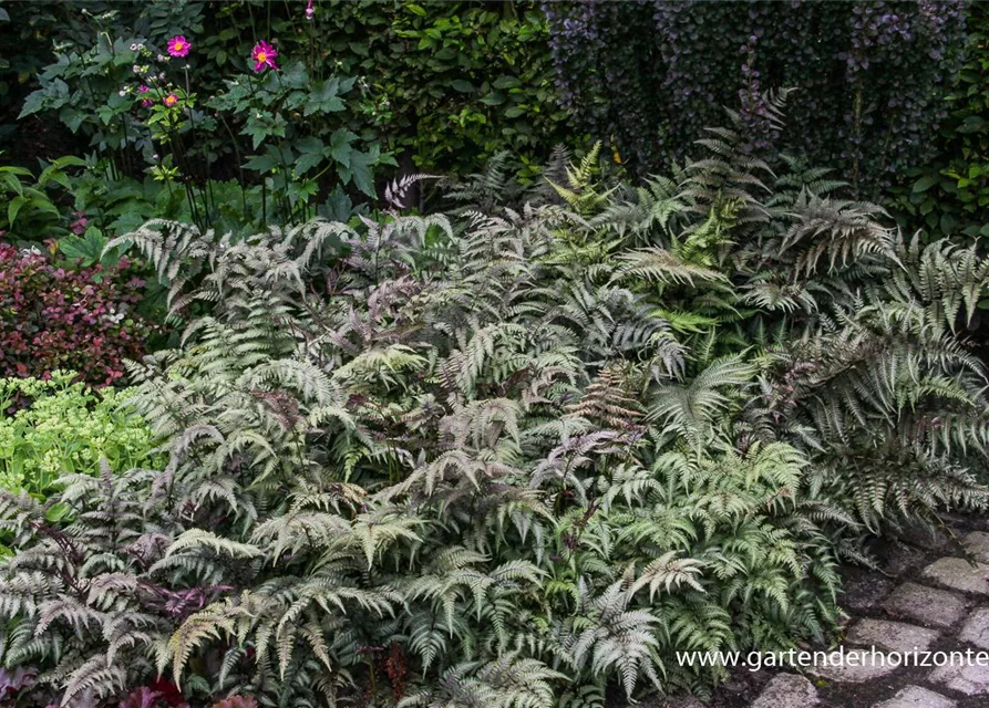 Athyrium niponicum 'Metallicum'