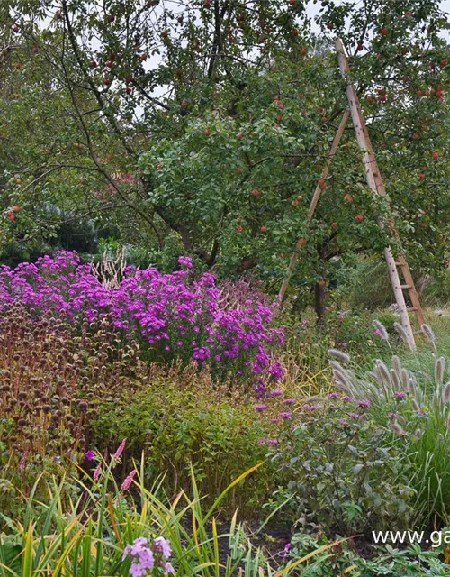 Garten-Glattblatt-Aster 'Karminkuppel'