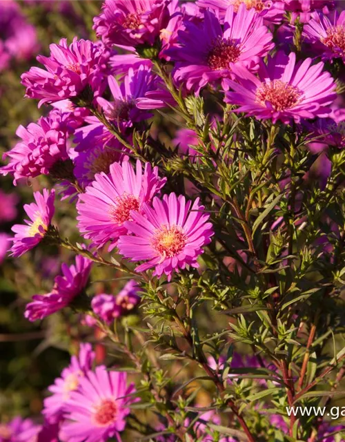 Garten-Glattblatt-Aster 'Karminkuppel'