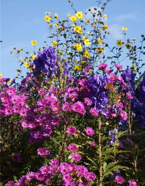 Garten-Glattblatt-Aster 'Karminkuppel'