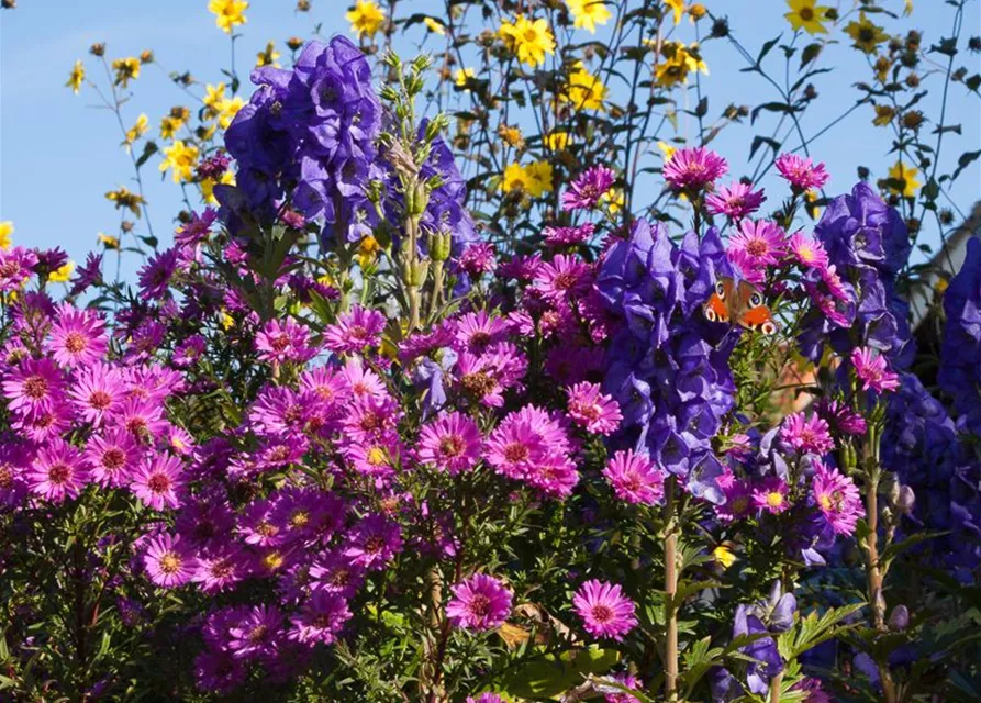 Garten-Glattblatt-Aster 'Karminkuppel'