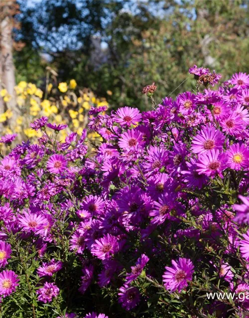 Garten-Glattblatt-Aster 'Karminkuppel'