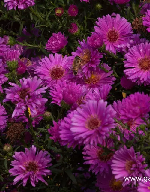 Garten-Glattblatt-Aster 'Karminkuppel'