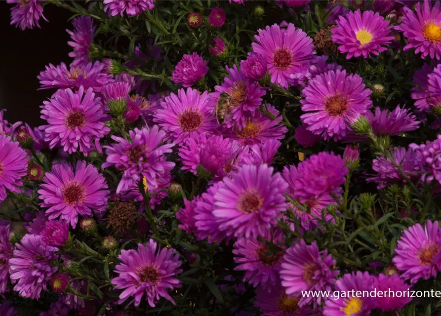 Garten-Glattblatt-Aster 'Karminkuppel'