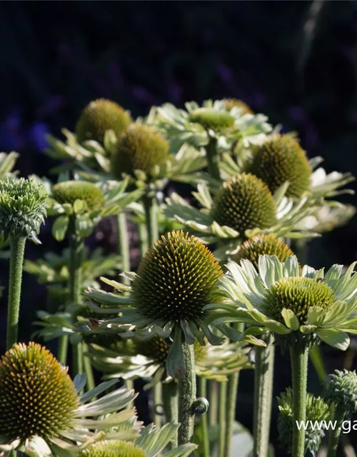 Garten-Scheinsonnenhut 'Green Jewel'